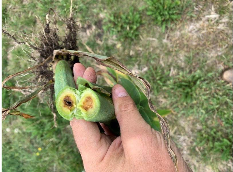 Gosss Bacterial Wilt And Blight Early Systemic And Late Blight