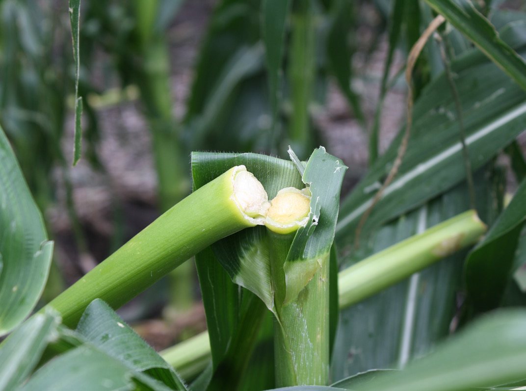 Lodged Corn Impact On Yield Titan Pro